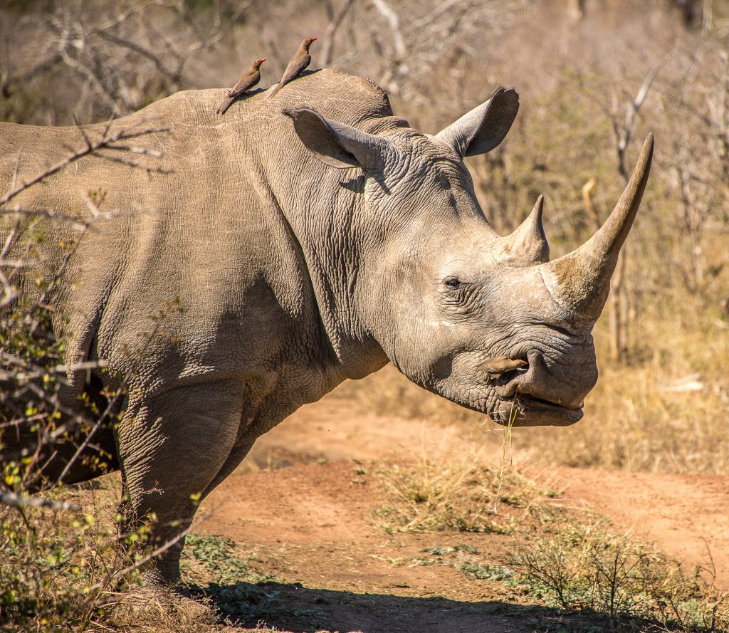 Save Rhino today